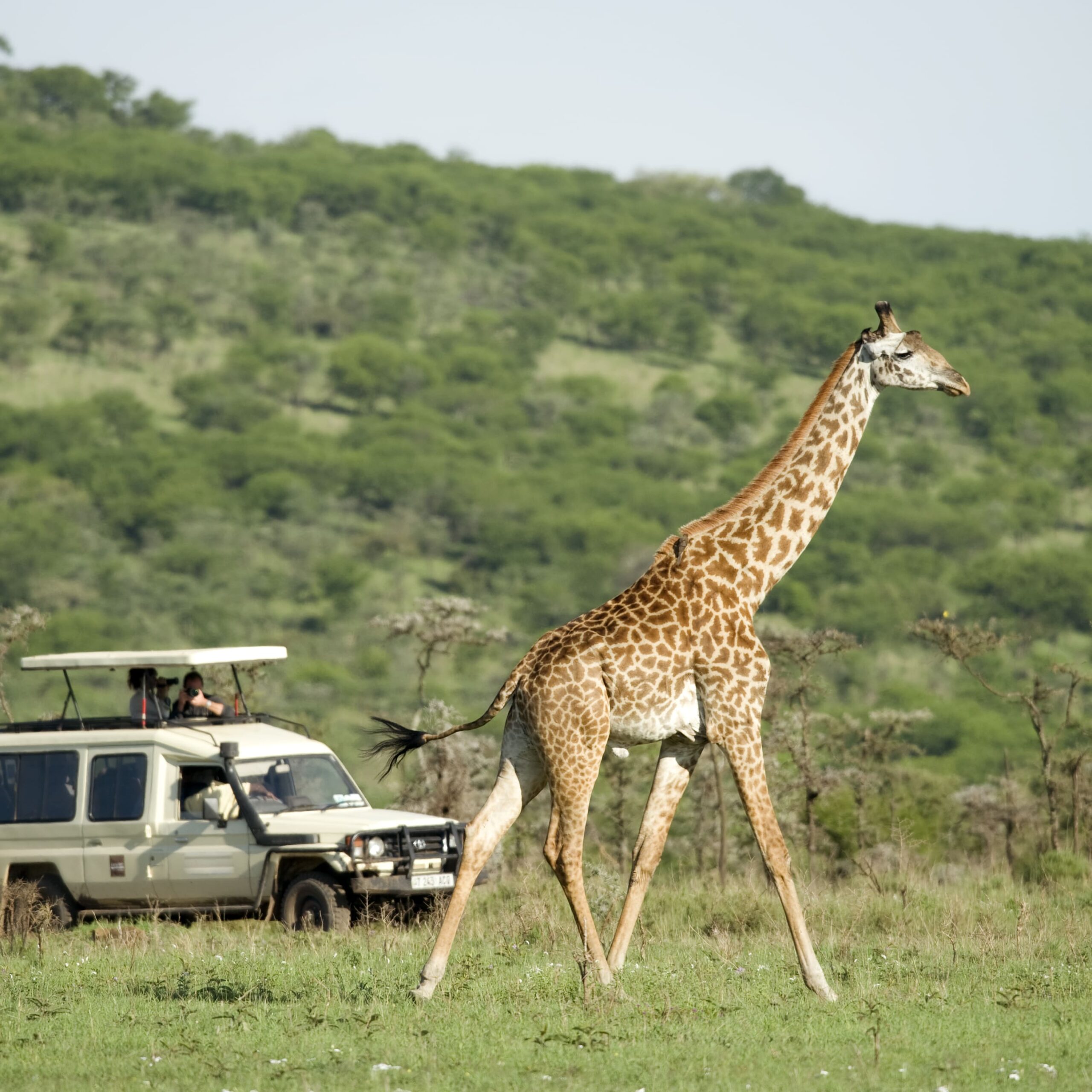 SAFARI VIAJES